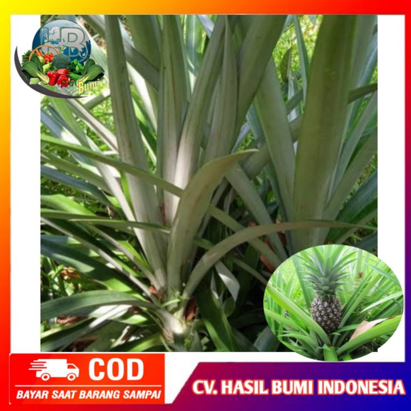 

Daun nanas segar organik isi 5lembar