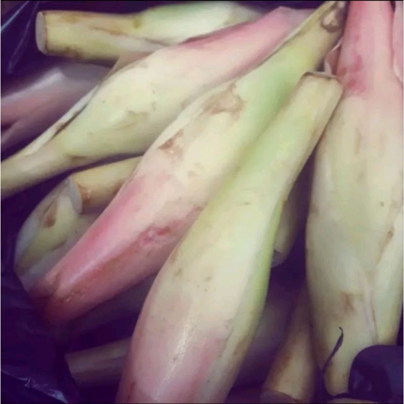 

Bunga Kecombrang Bunga Rias Segar 500gram