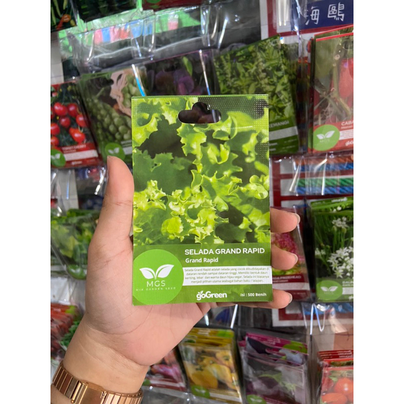 Benih Selada Grand Rapid/Selada Hijau/Grand Rapid Lettuce