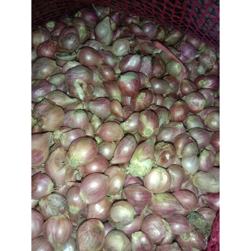 

Bawang merah kecil 1kg