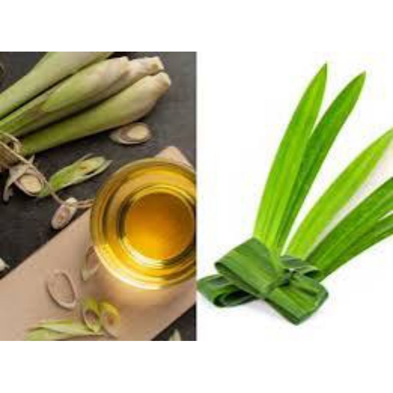 

Jual daun hijau dari tanaman tumbuhan botani sereh sere serai 1 KILOGRAM fresh segar untuk herbal mengatasi perut kembung menguatkan tulang kaki yg sakit jantung dll