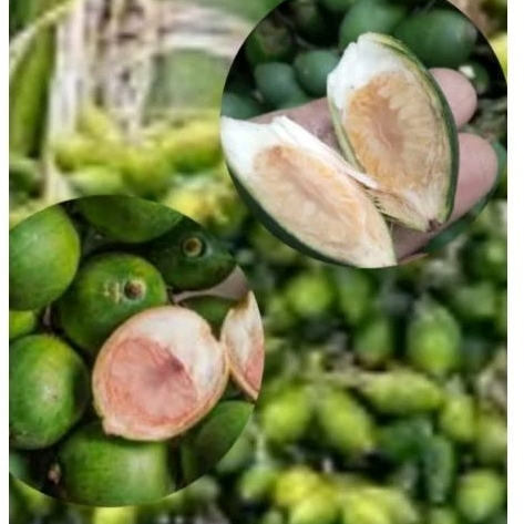 

Buah Pinang Muda