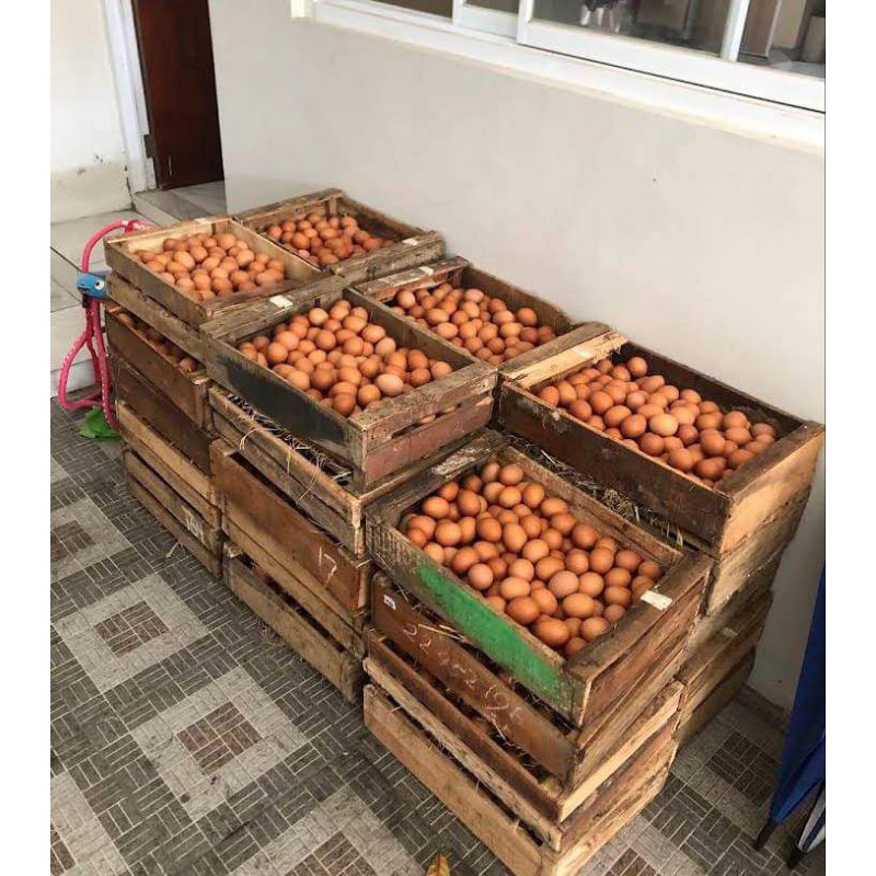 

Telur Omega Semarang