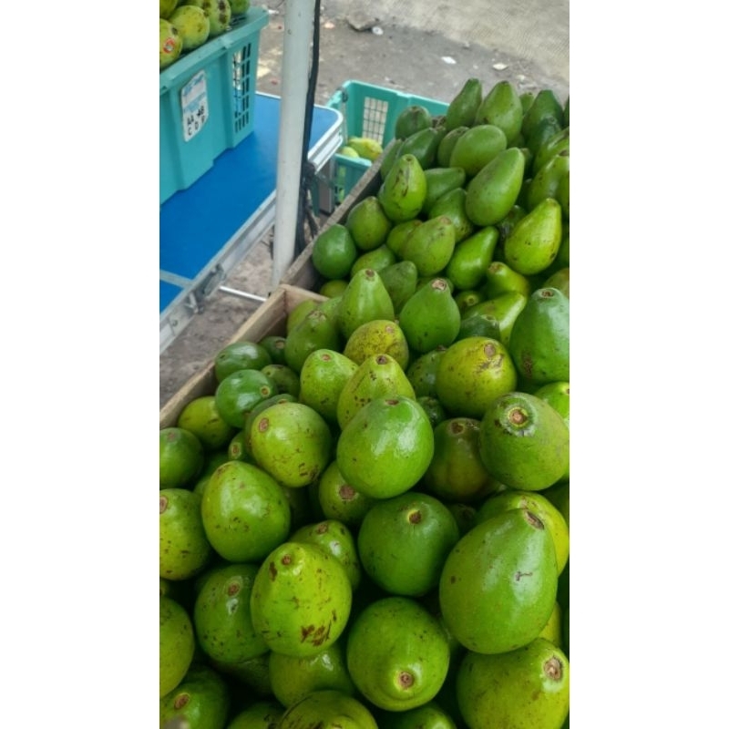 

Alpukat samosir