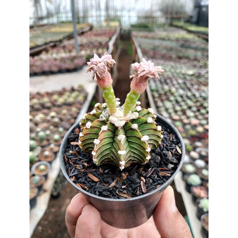 Kaktus Gymnocalycium LB X VOS (seedling) | kaktus dan sukulen