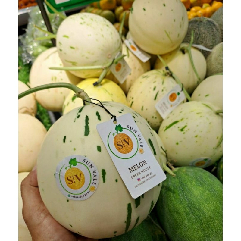 200 Benih Bibit Biji Melon ORIENTAL WHITE DALMATION SWEET, Honey dew, Premium import Hibrida Seeds, 