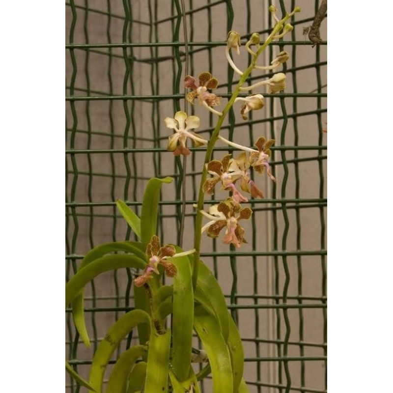 Anggrek vanda liouvillei Berbunga Spike