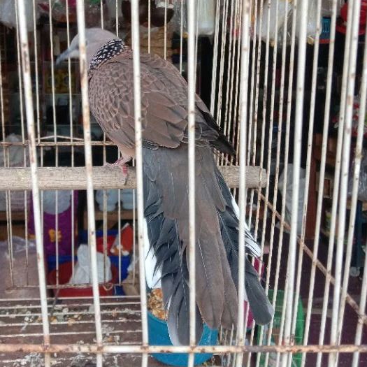 burung tekukur kuk 1