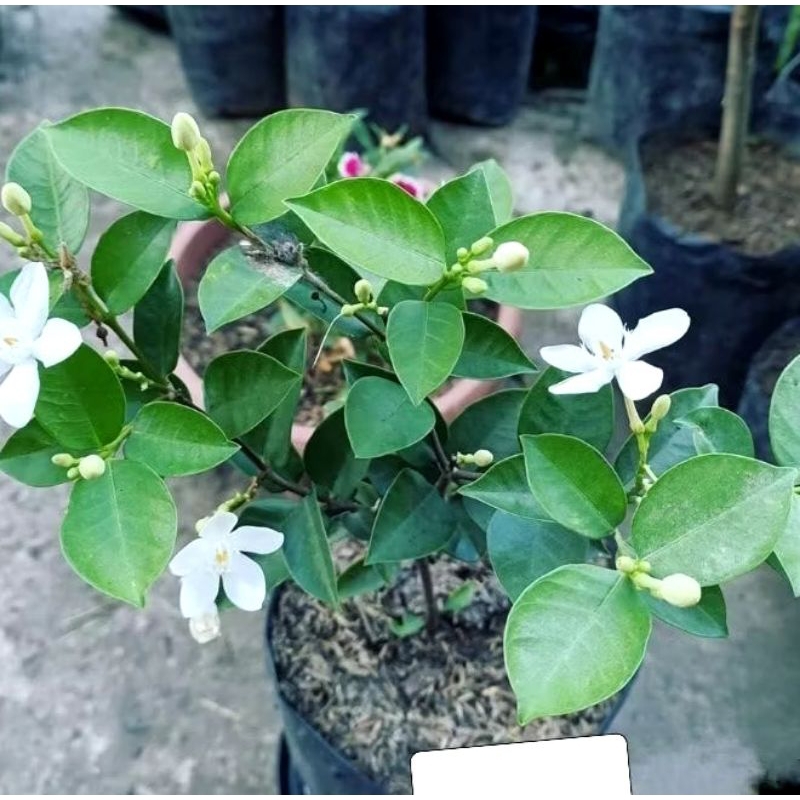 TANAMAN HIDUP POHON MELATI JASMINE BUNGA PUTIH BERKUALITAS