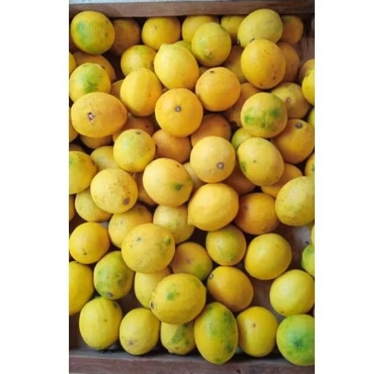 

LEMON LOKAL/JERUK LEMON LOKAL