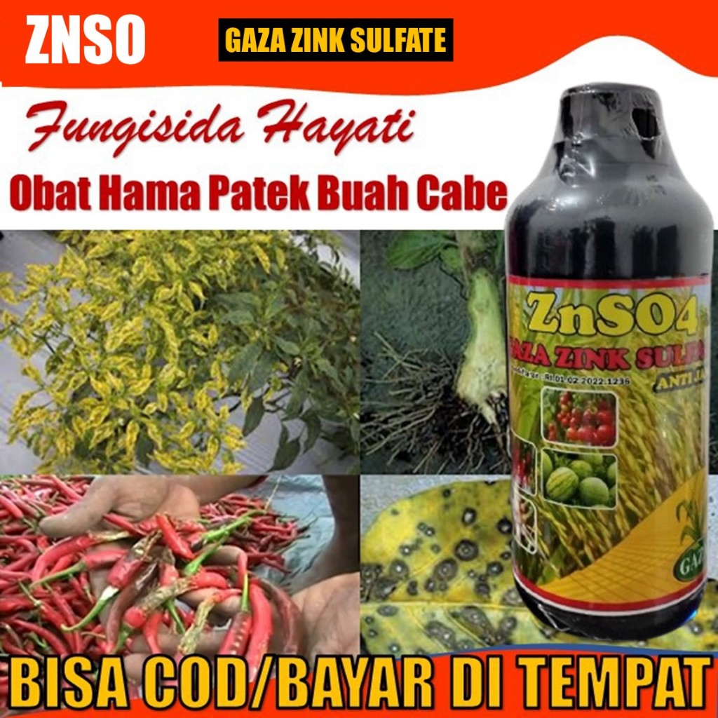 Obat Patek dan Cacar Cabe Rawit Terlaris - Fungisida Hayati Patek Layu Fusarium Busuk Cabe Ampuh