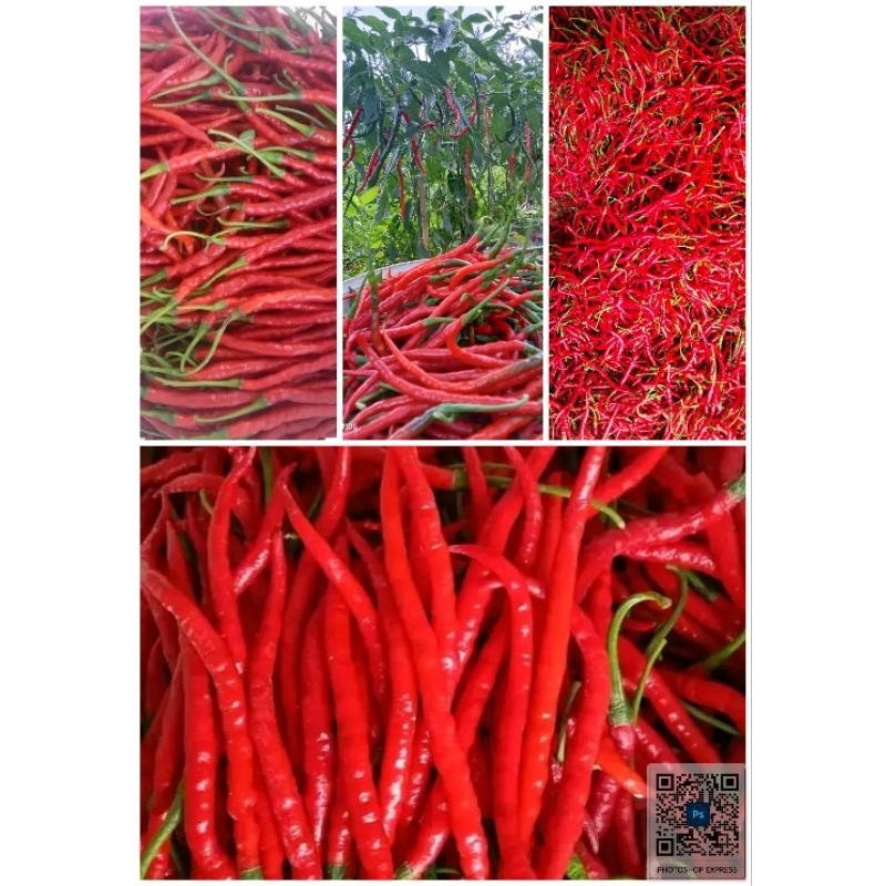 

cabay keriting merah super pilihan 1kg