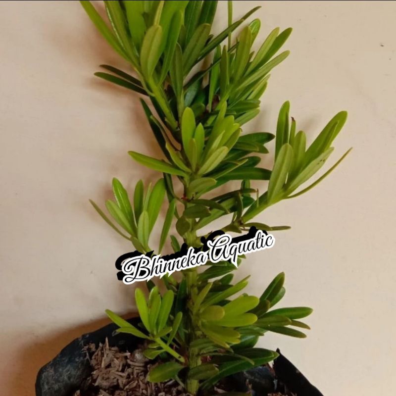 Tanaman Hias Bibit Lohansung Mawar Murah Ekonomis