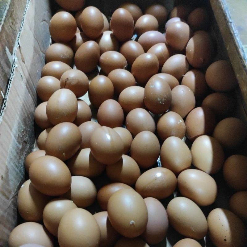 

Telur Ayam Segar
