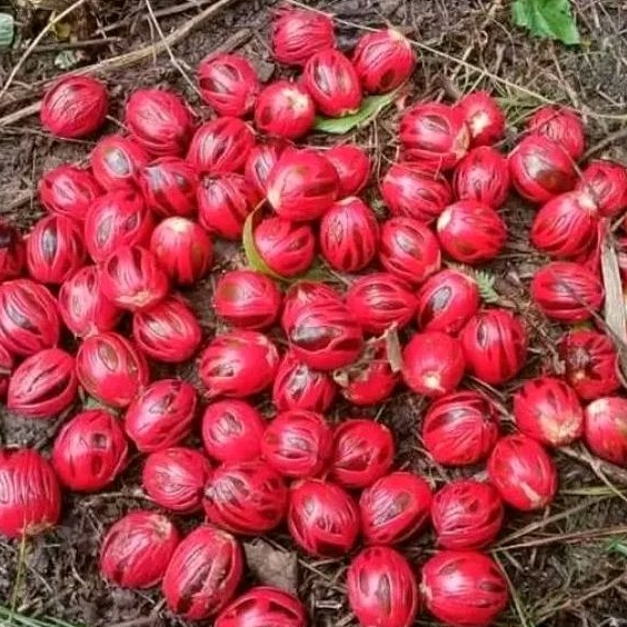 

Buah pala segar 1kg