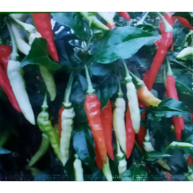 25 Butir- BENIH CABAI RAWIT SIGANTUNG