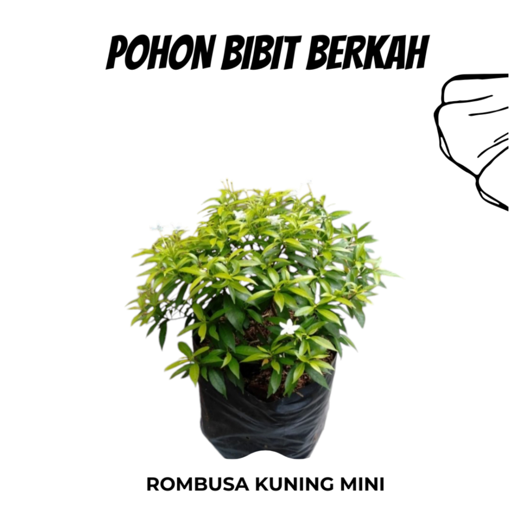 ROMBUSA KUNING MINI