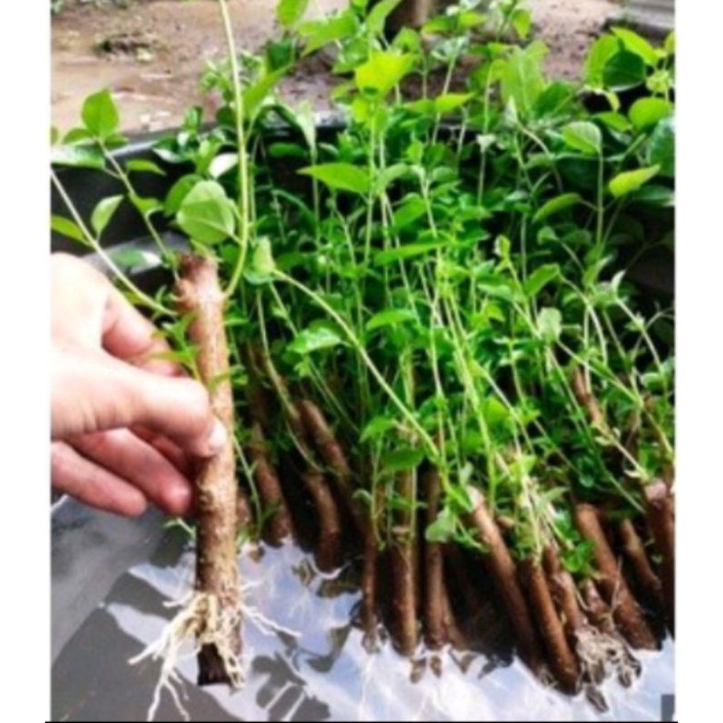 Bibit  sancang bahan bonsai sancang