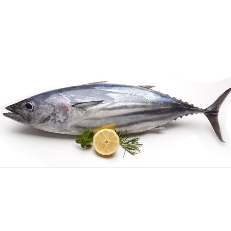 

Ikan cakalang premium frozen 1kg