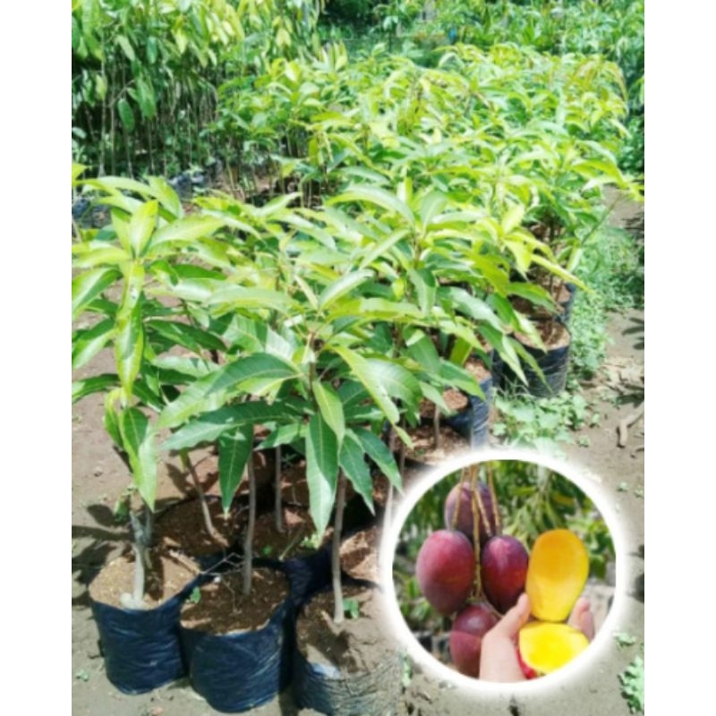 bibit buah mangga irwin