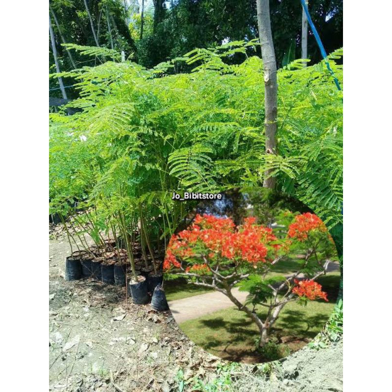 Bibit Tanaman Hias Flamboyan | Pohon Flamboyan | Bibit Flamboyan Penghijauan