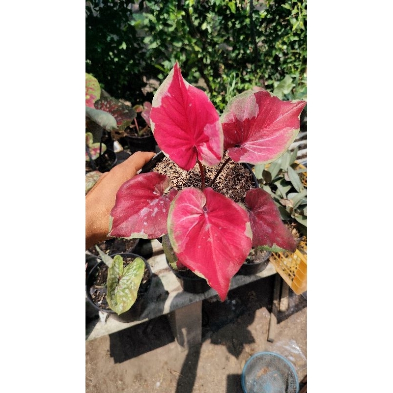 caladium dwi warna indukan. keladi dwi warna induk