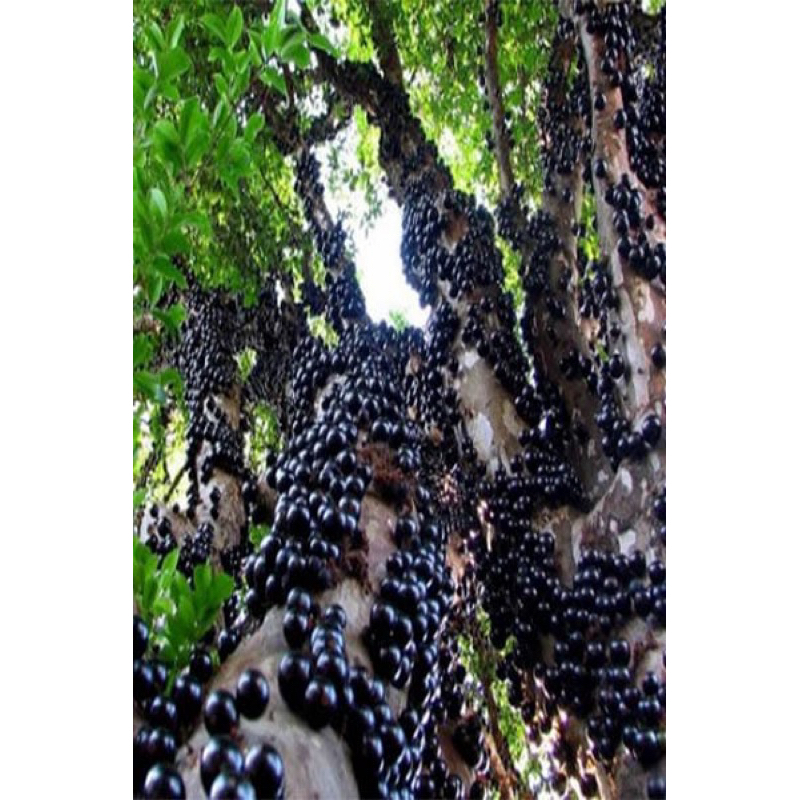 bibit anggur pohon siap berbuah
