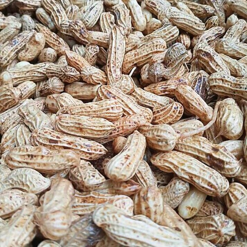 

Kacang Tanah Kulit Mentah Garuda Impor