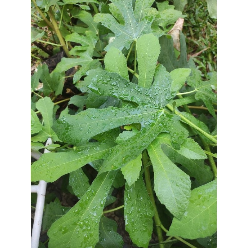 

Daun tin segar sehat