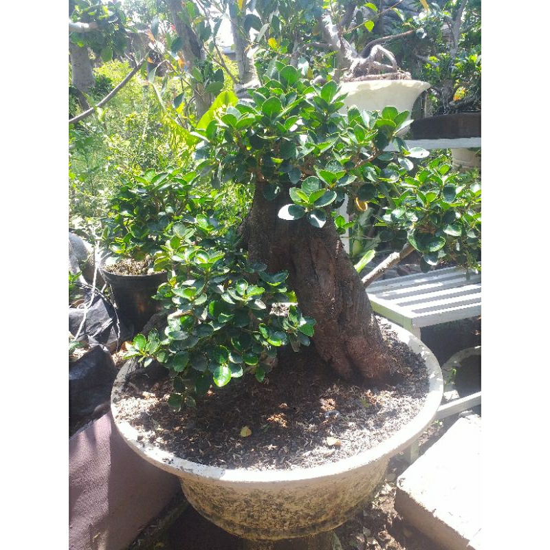 tanaman hias beringin dolar micro,beringin dolar mangkok mode bonsai