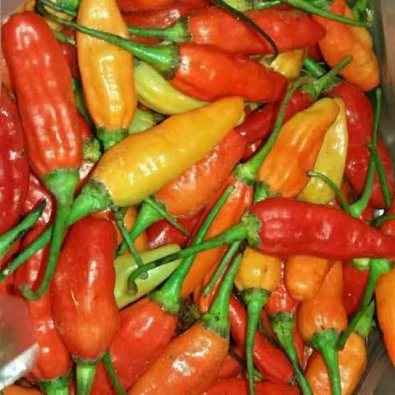 

cabe cabai rawit ori 1kg langsung petani