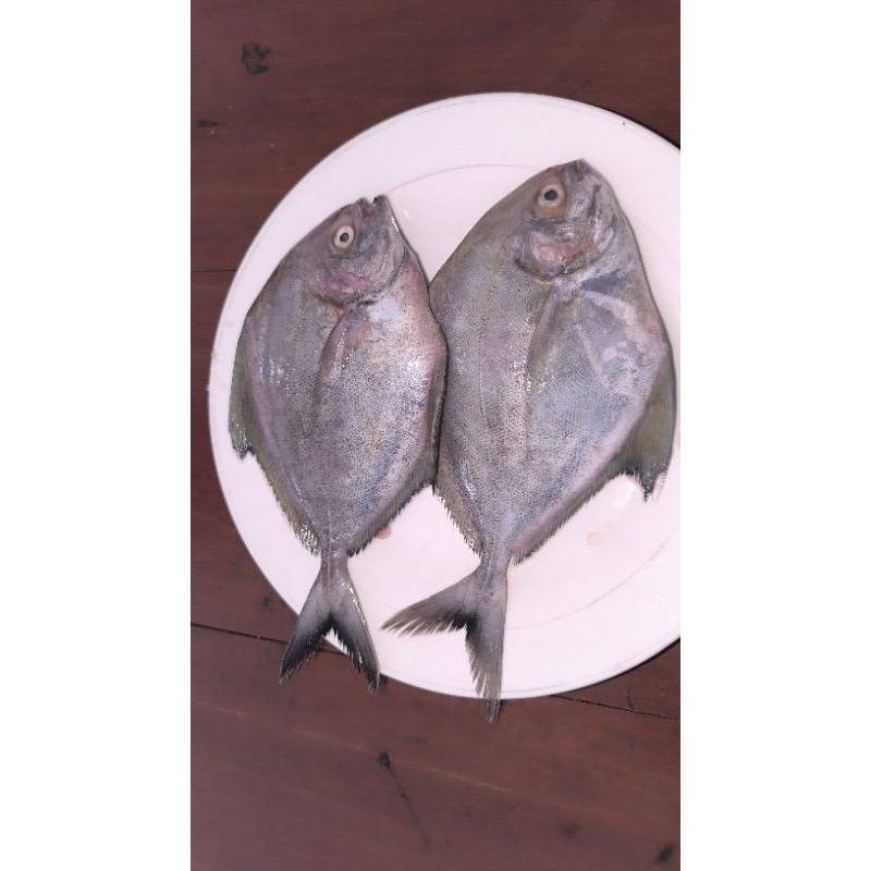 

IKAN BAWAL LAUT / BAWAL HITAM SEGAR