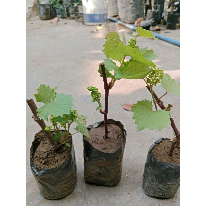 bibit anggur berbunga