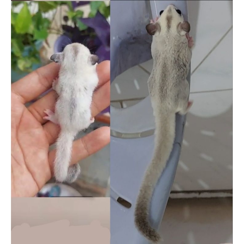 sugar glider platinum