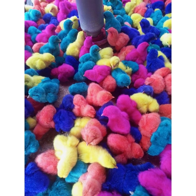 Ayam Warna - Ayam Pelangi - Ayam Warna Warni