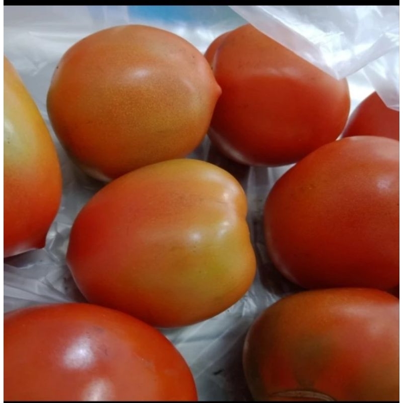 

Tomat Segar / Tomat Merah Segar Super 1kg