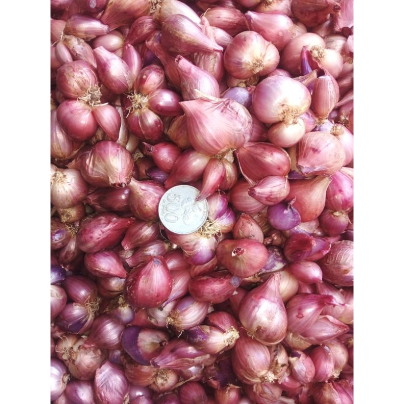 

Brambang Bawang Merah Kering Berkualitas Murah