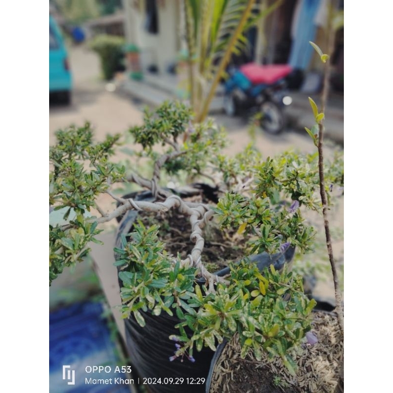 Bonsai Saeng simbur Vietnam mikro golden