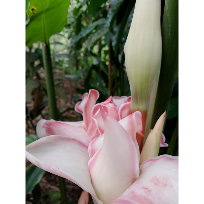 

BUNGA KECOMBRANG SEGAR FRESH 250GR PELENGKAP MASAKAN