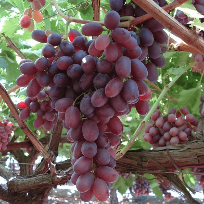 Bibit Anggur Import Merah Tanpa Biji Seedless