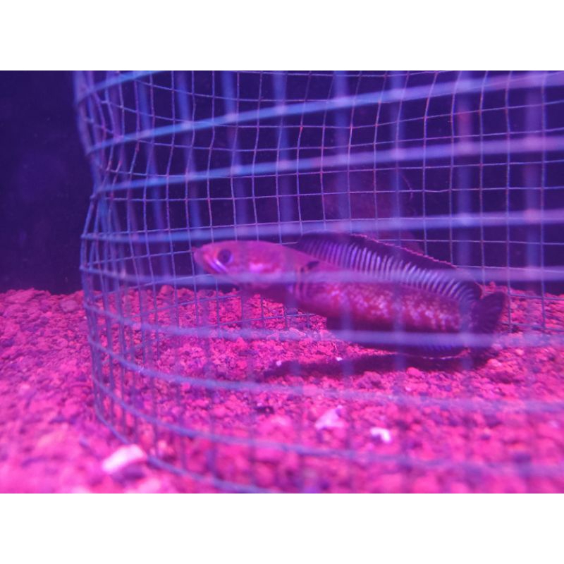 chana andrao bahan pair size 8-9 cm real pict