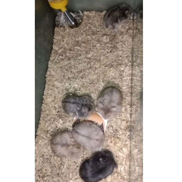 Hamster Campbell Indukan (betina)