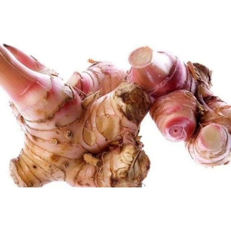 Lengkuas segar 1kg - lengkuas organik