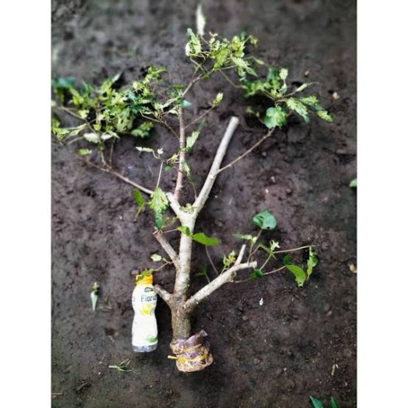 Bahan bonsai waru wayang ukuran besar