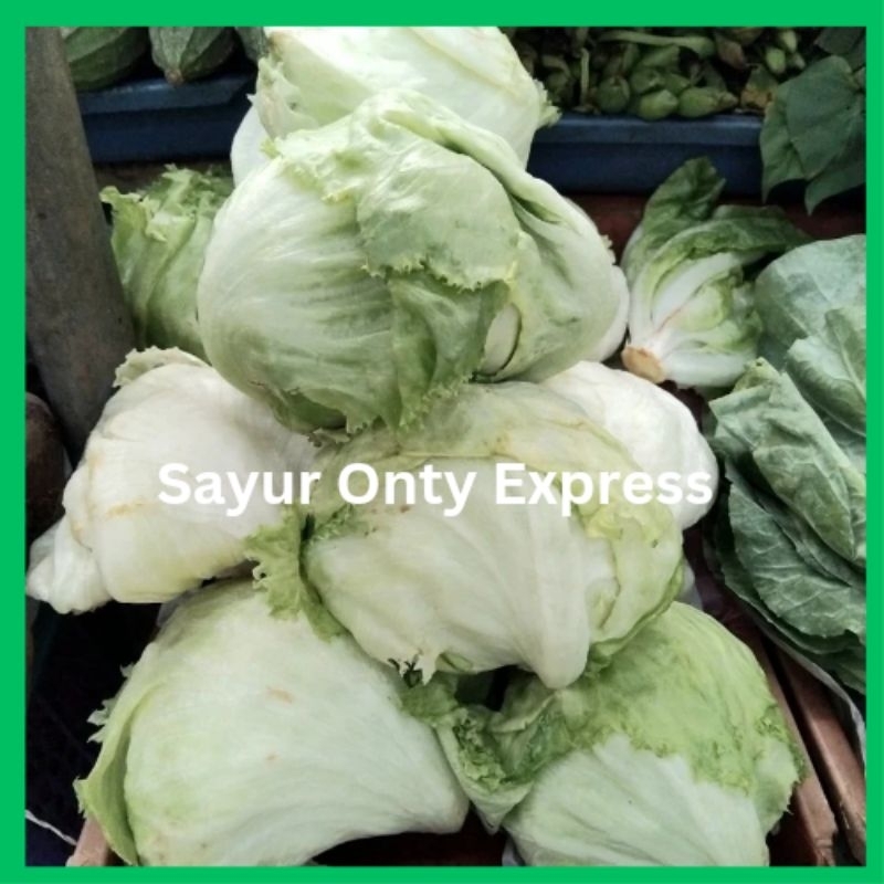 

Lettuce Segar Fresh Letus Baru Panen 500 gram