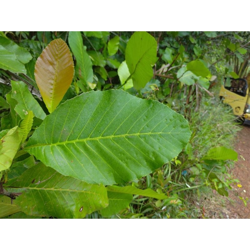 

DAUN SIMPUR HIJAU SEGAR DAN LEBAR(PERLEMBAR DAUN)