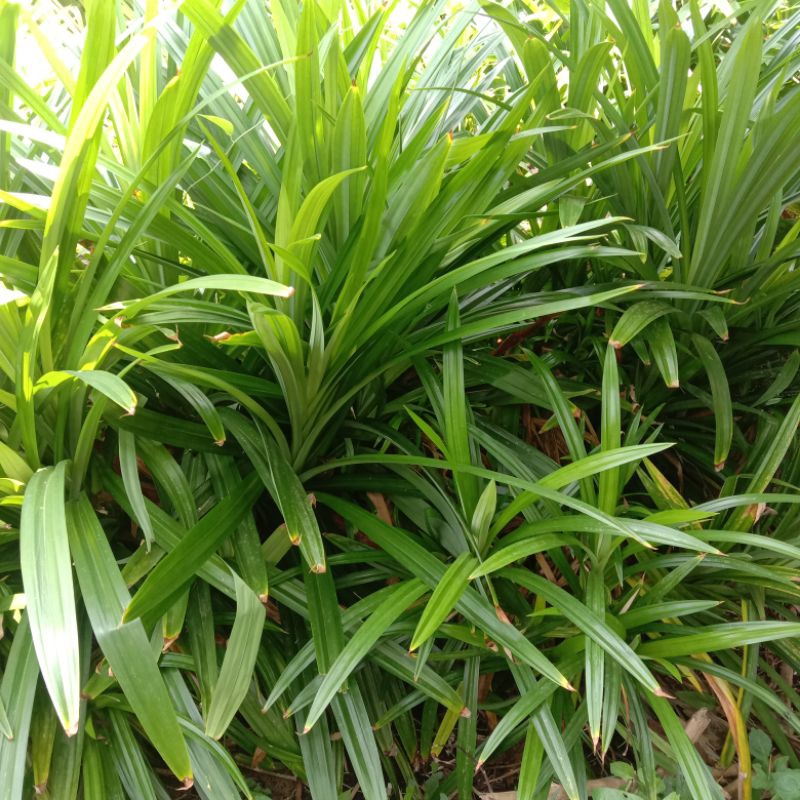 

DAUN PANDAN SEGAR FRESH DIPETIK LANGSUNG DARI KEBUN