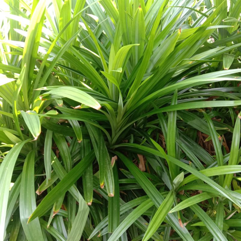 

DAUN PANDAN WANGI SEGAR DIPETIK LANGSUNG KETIKA ADA YANG ORDER