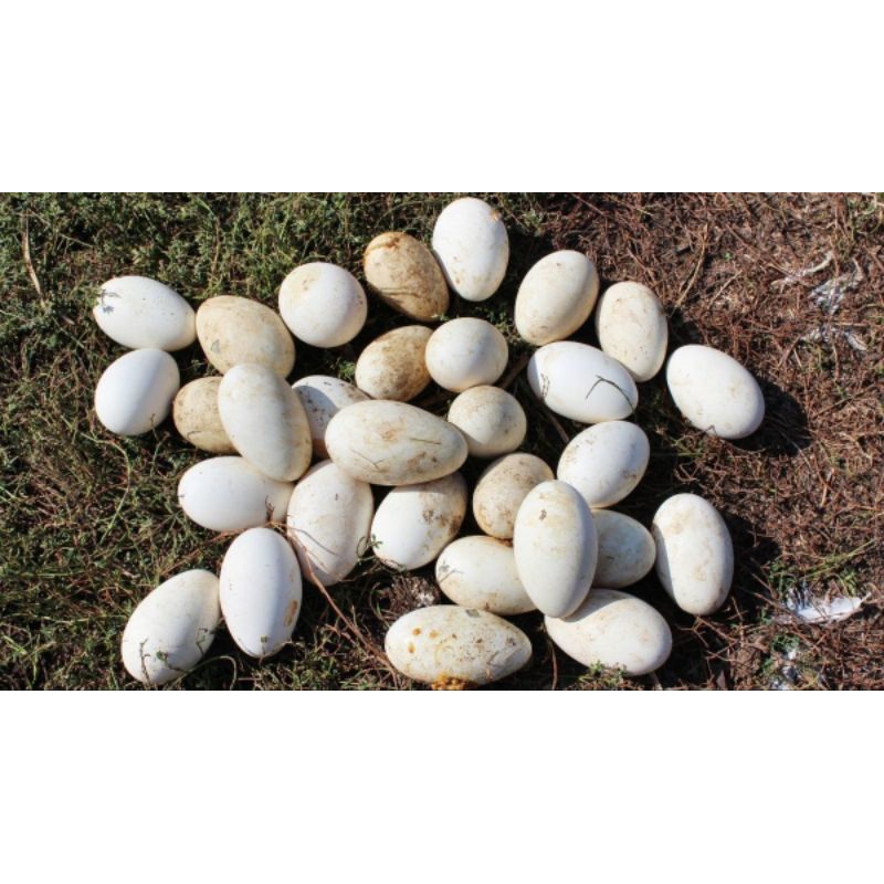 

Telur angsa gagal menetas