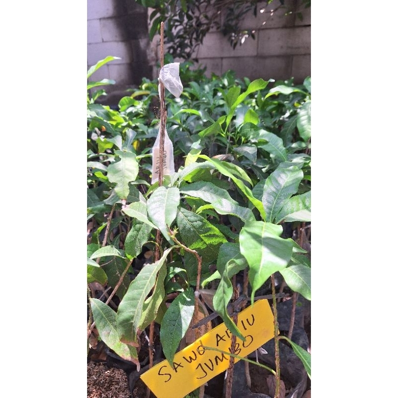 Bibit Sawo Abiu // Sawo Australia Stek Okulasi Cepat Berbuah